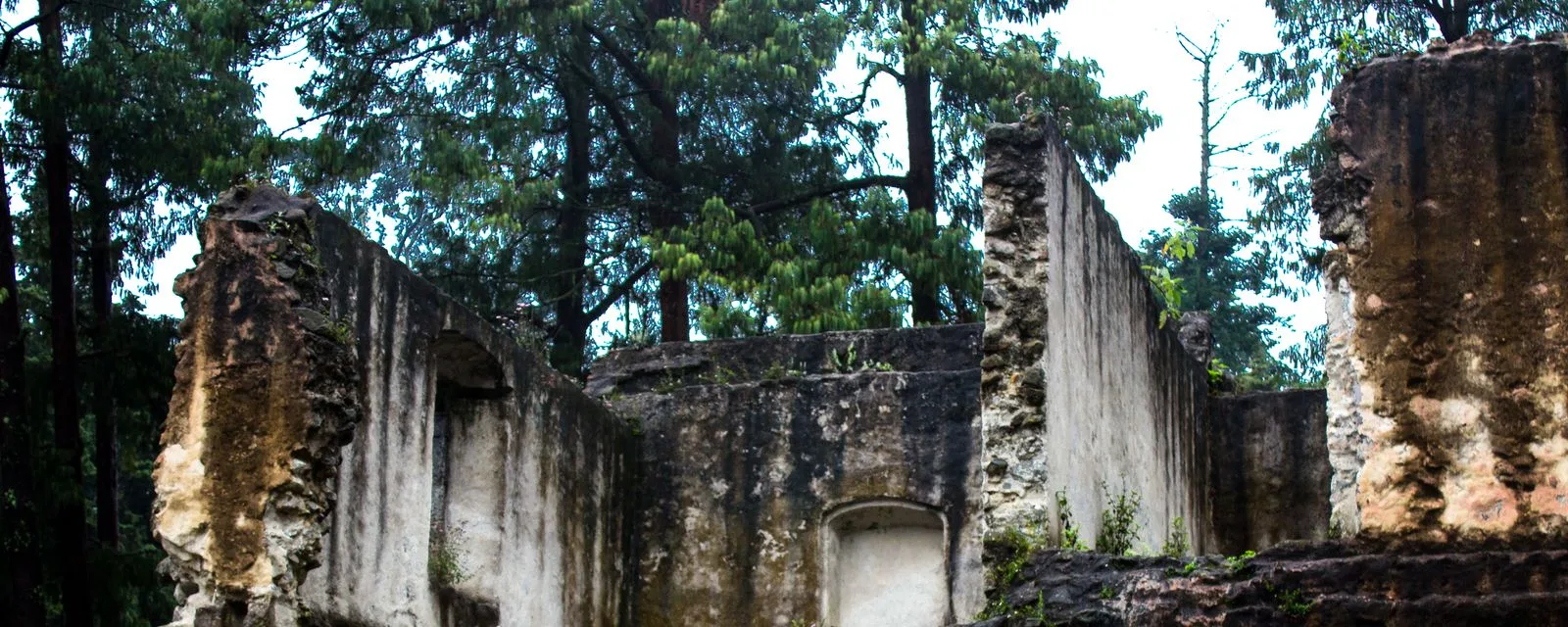 Muros en ruinas del antiguo convento del Desierto de los Leones, cubiertos de musgo y rodeados por los oyameles del bosque