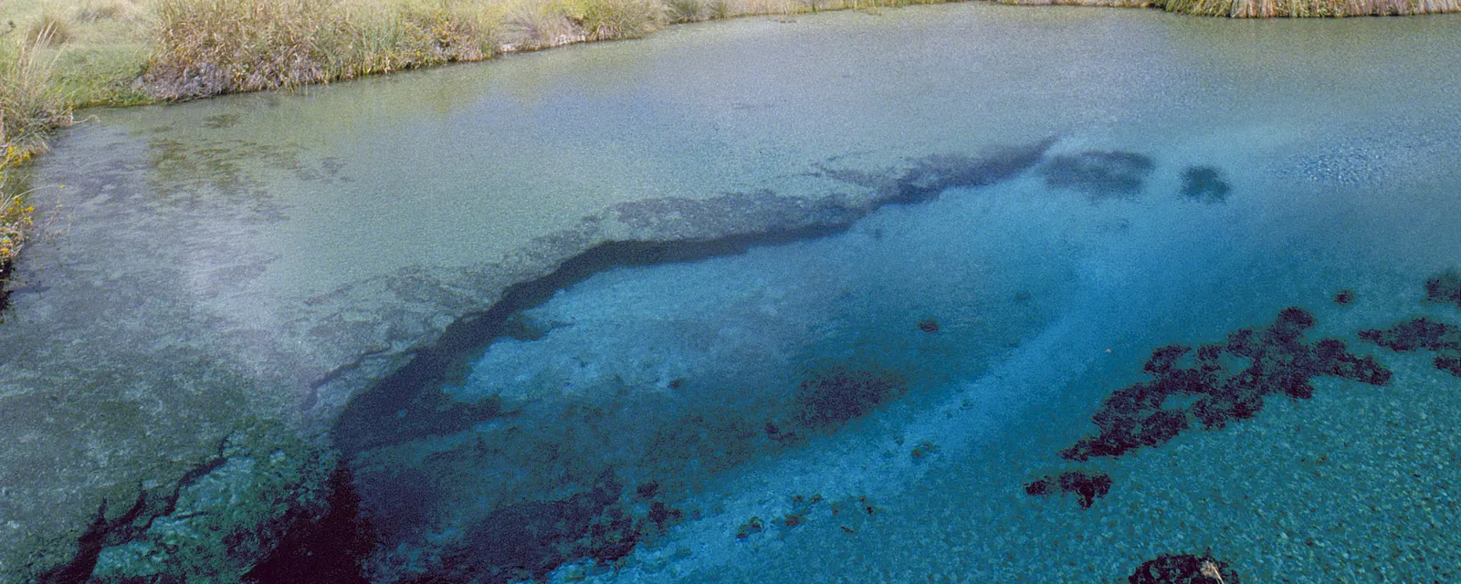 Una poza de Cuatro Ciénegas vista desde la orilla: agua turquesa transparente sobre formaciones oscuras de microbialitos, rodeada de pastizal