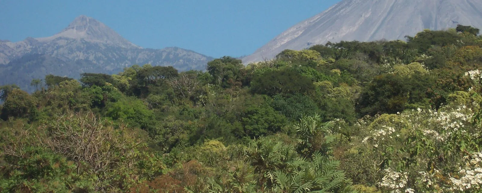 El Nevado de Colima y el Volcán de Fuego asomando en azul detrás de la selva verde del parque nacional que los rodea