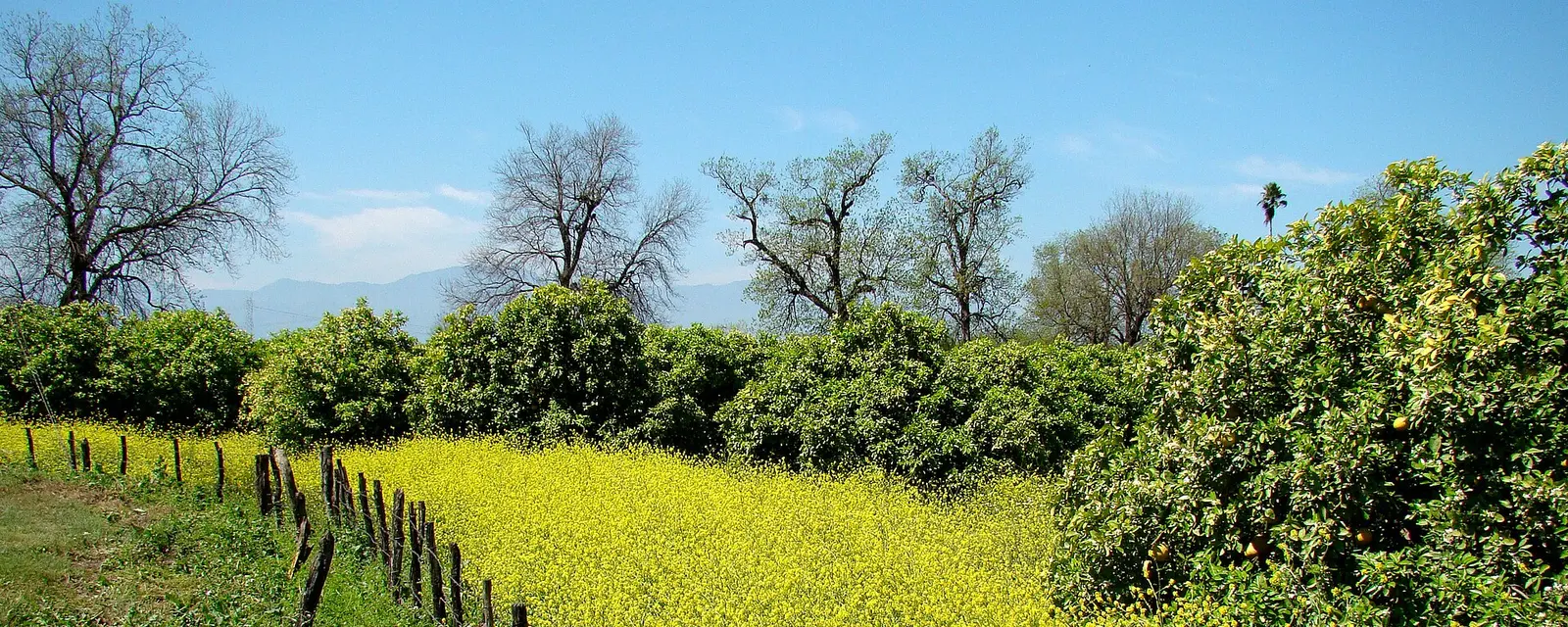 Huerta de naranjos en General Terán, Nuevo León