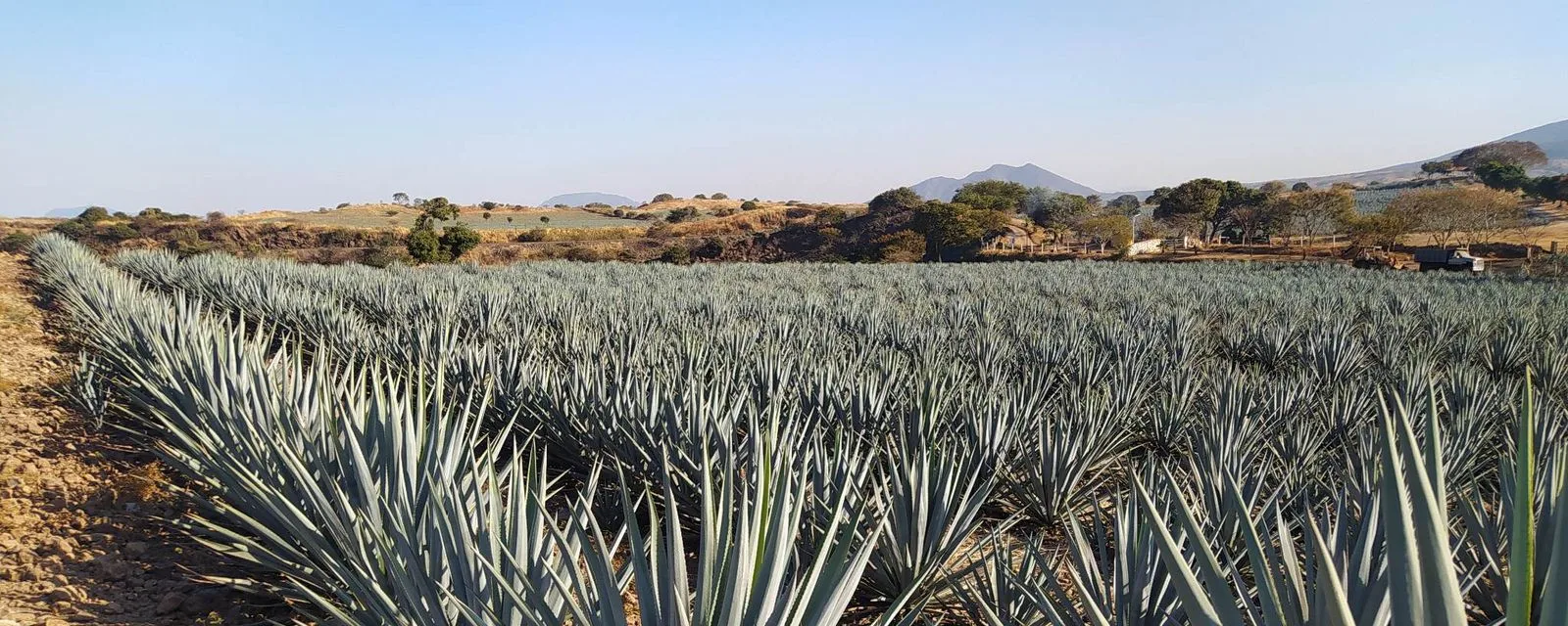 Campo de agave azul en Tequila: las hileras de pencas grises extendiéndose hasta los cerros del fondo bajo un cielo despejado