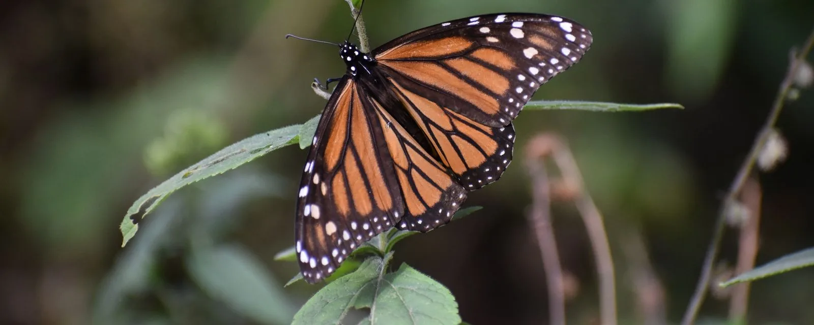 Una mariposa monarca posada sobre una hoja en el santuario El Rosario, con las alas abiertas y el bosque desenfocado detrás
