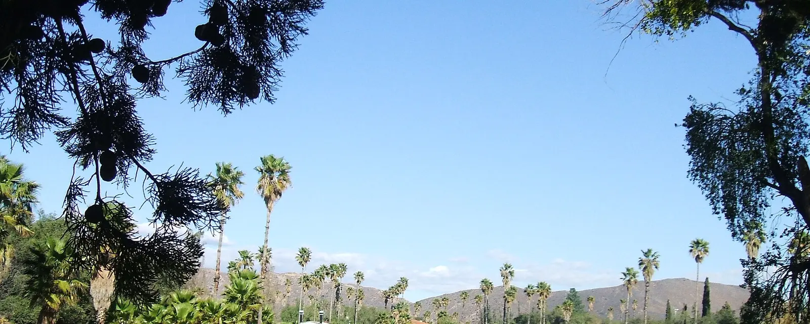 Lago rodeado de palmeras en Tecate, Baja California