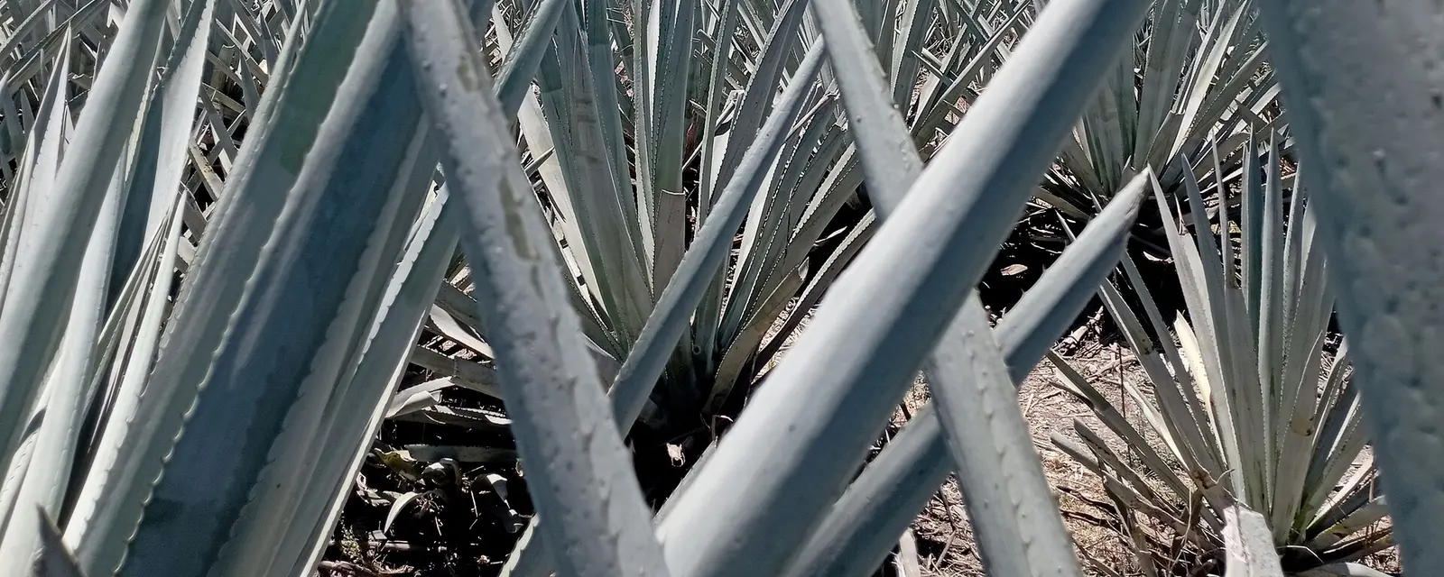 Campos de agave azul en Tequila, Jalisco