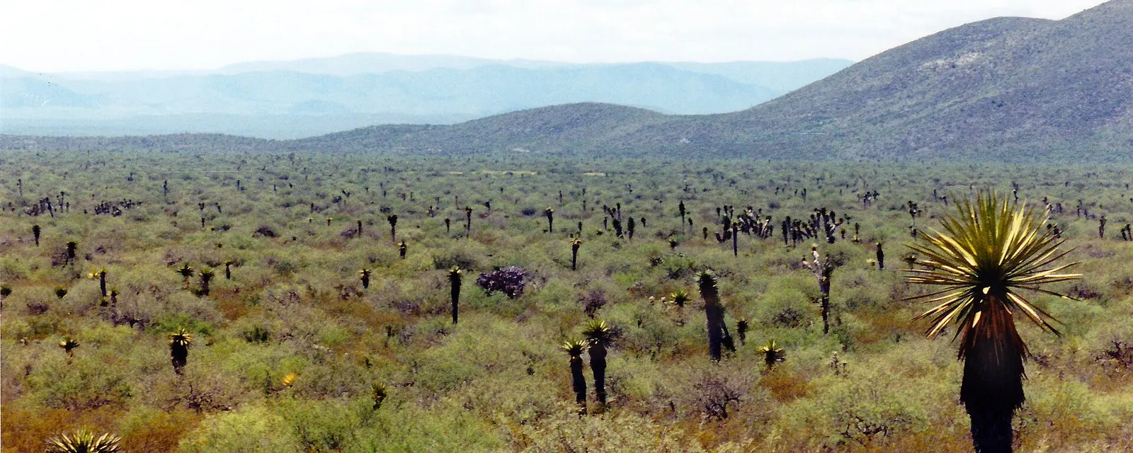 Desierto de yucas y cactus en el municipio de Tula, Tamaulipas