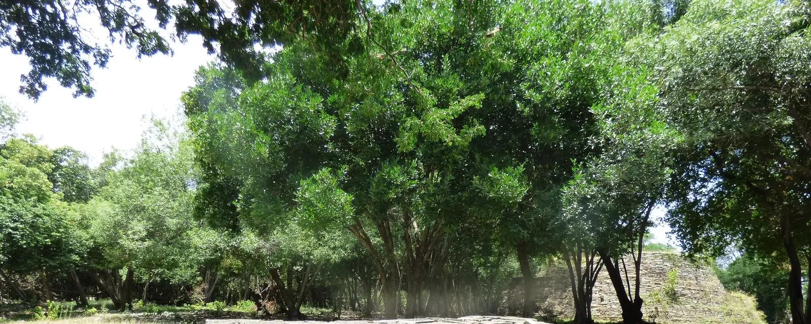 Núcleo de la zona arqueológica de El Sabinito entre la vegetación huasteca de Tamaulipas