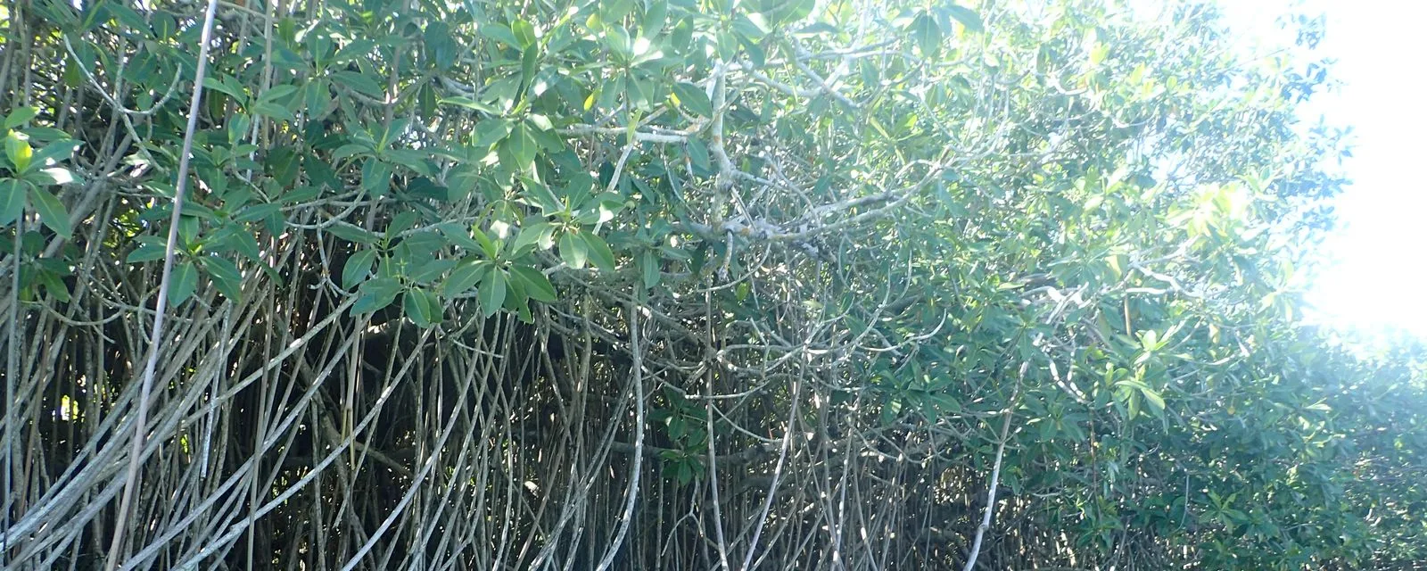 El manglar de Sian Ka'an visto desde el agua: la maraña de raíces zancudas sosteniendo el follaje sobre la superficie de la laguna