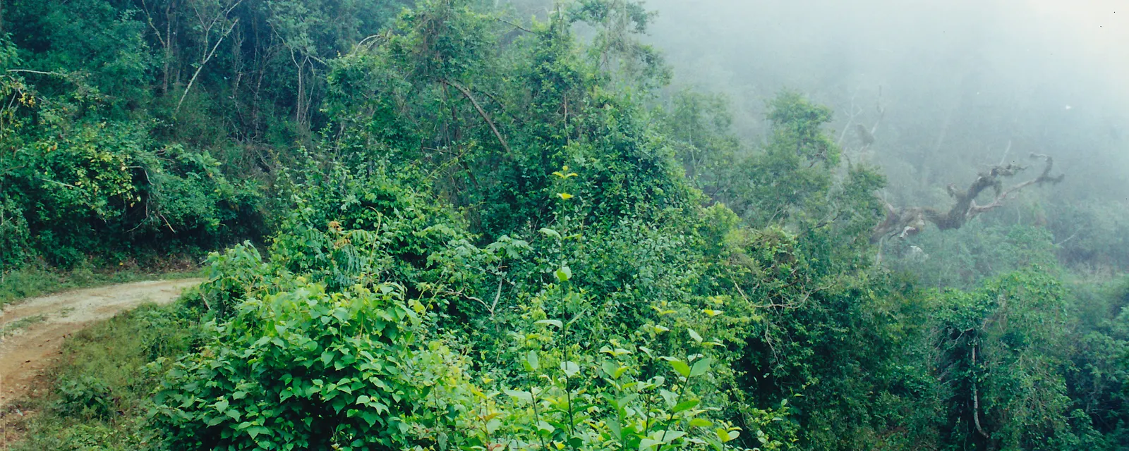 Ladera de bosque de niebla en la reserva de El Cielo, en Tamaulipas: vegetación densa y un camino de terracería entrando entre la bruma