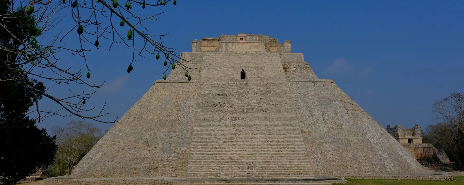 La Pirámide del Adivino de Uxmal: su base de esquinas redondeadas y la escalinata empinada subiendo hasta el templo, con una rama de ceiba en el borde